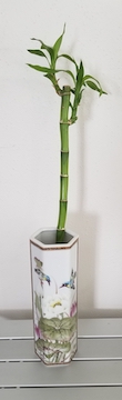 Lucky Bamboo